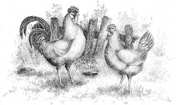 chicken hen