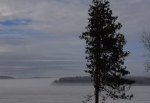 When I Die, Do I Want to Be a…Tree?