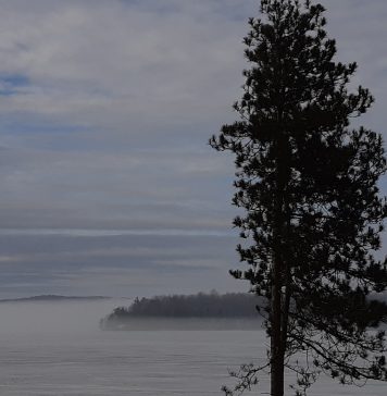 When I Die, Do I Want to Be a…Tree?