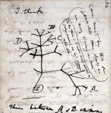 Apologetics 101, Question 8: Potency and Evolution