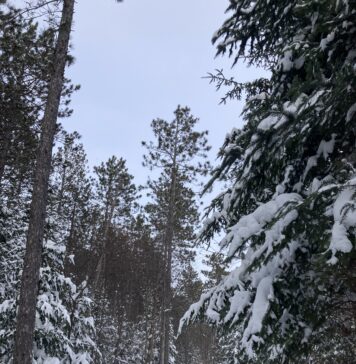 In the Bleak Midwinter, Gaudete Christus Natus Est