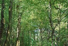 Moving Through the Readings and Finding One’s Path