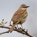 Philomela – A Poem