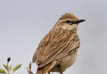 Philomela – A Poem