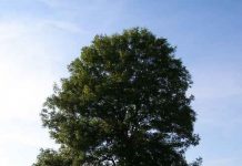 Two Roads Diverged, But They Both Lead Back to the Basics – and to Rome