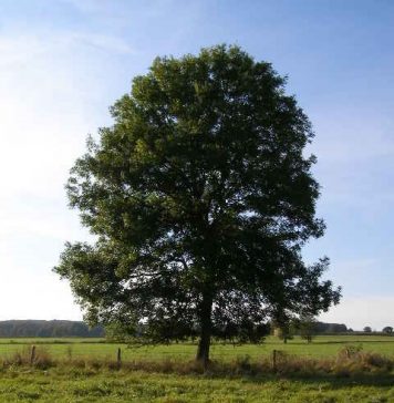 Images in the Time of Shadows: A Poem