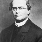 Gregor Mendel: Abbot and Father of Genetics
