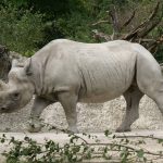 Power, Authority and the Rhinoceros