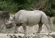 Power, Authority and the Rhinoceros