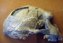 One Species of Human?