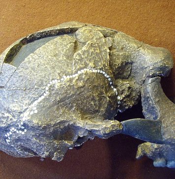 One Species of Human?