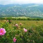 Sunday Musical Offering: The Time for Flowers, and Mozart’s 36th Masterpiece