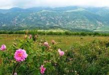 Sunday Musical Offering: The Time for Flowers, and Mozart’s 36th Masterpiece