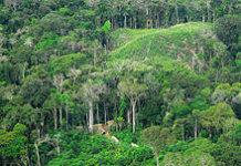 Keeping the Amazonian Synod on Track