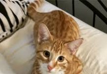 Do Cats Go to Heaven?