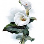 Kissing Death on the Lips