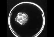 The Bioethicist and the Embryo