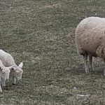 Building a Culture of Life, Through a Return of the Family Farm