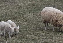 Building a Culture of Life, Through a Return of the Family Farm