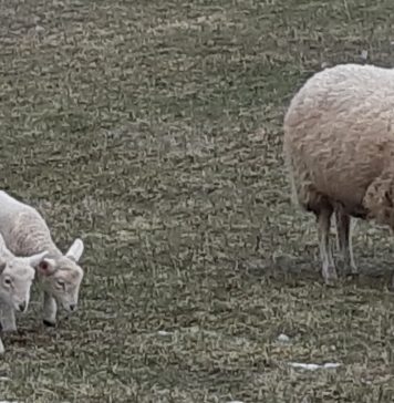 Building a Culture of Life, Through a Return of the Family Farm