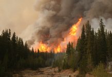 Forest Fires’ Footprint