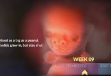 Personhood and Abortion: A Historical Review in the Catholic Tradition