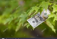 FTX’s Folly and Falsity