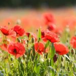 Fields Where Freedom Grows