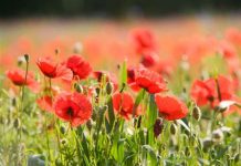 Fields Where Freedom Grows