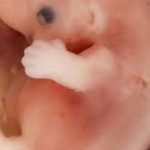 Unity in Life and Liturgy