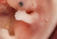 Unity in Life and Liturgy